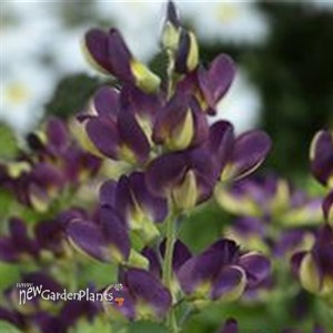 Grape Tafty False Indigo