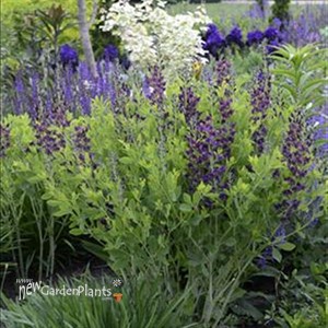 Grape Tafty False Indigo