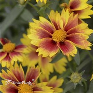 Li'l Bang™ Enchanted Eve Tickseed