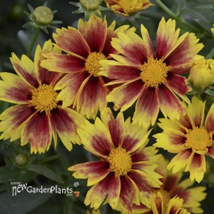 Li'l Bang™ Enchanted Eve Tickseed