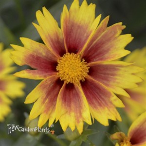 Li'l Bang™ Enchanted Eve Tickseed