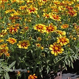 Li'l Bang™ Enchanted Eve Tickseed