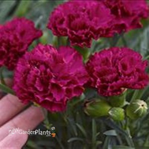 Cranberry Cocktail ppaf