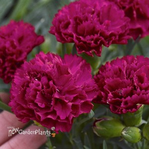 Cranberry Cocktail ppaf