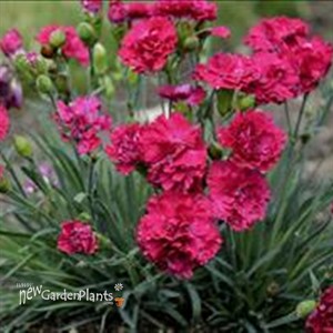 Cranberry Cocktail ppaf