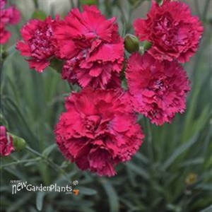 Cranberry Cocktail ppaf