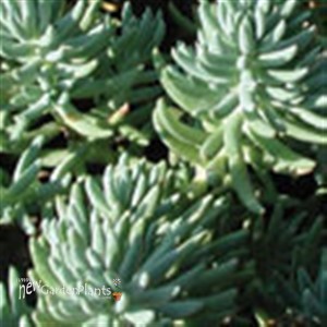 'Blue Spruce' Stonecrop