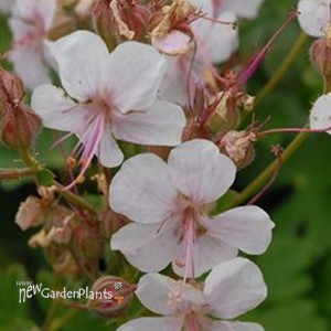 'Biokovo' Cranesbill
