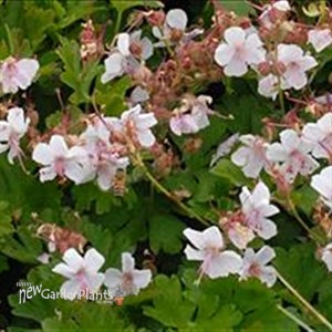 'Biokovo' Cranesbill