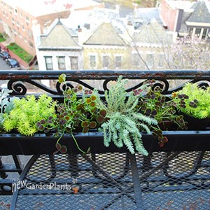 'Blue Spruce' Stonecrop