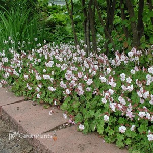 'Biokovo' Cranesbill