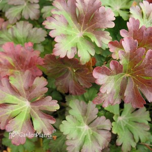 'Biokovo' Cranesbill