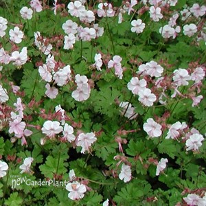 'Biokovo' Cranesbill