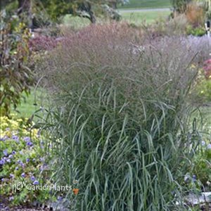 Prairie Winds™ 'Apache Rose' - Switch Grass
