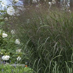Prairie Winds™ 'Apache Rose' - Switch Grass