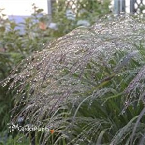 Prairie Winds™ 'Apache Rose' - Switch Grass