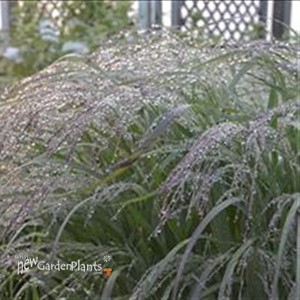 Prairie Winds™ 'Apache Rose' - Switch Grass