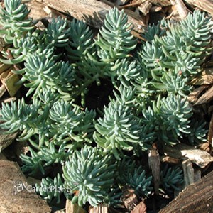 'Blue Spruce' Stonecrop