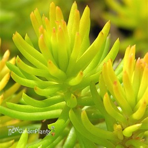 'Angelina' Stonecrop