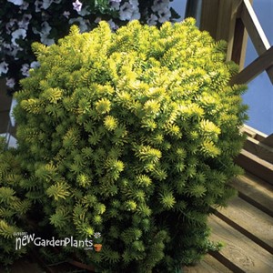 'Angelina' Stonecrop