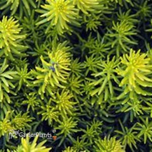 'Angelina' Stonecrop