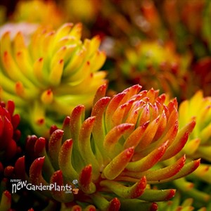 'Angelina' Stonecrop