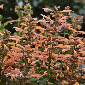 'Mango Tango'  Hyssop