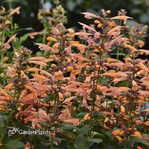 'Mango Tango'  Hyssop
