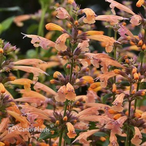 'Mango Tango'  Hyssop