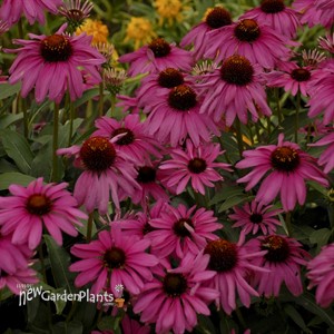 'Purple Emperor'  Coneflower