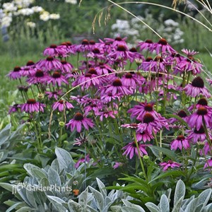 'Purple Emperor'  Coneflower