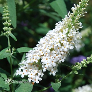 Buzz 'Ivory White' Butterflybush