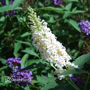 Buzz 'Ivory White' Butterflybush