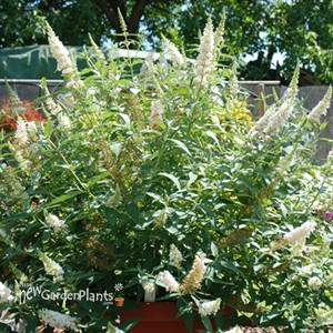 Buzz 'Ivory White' Butterflybush
