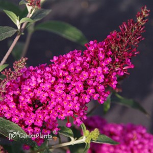 'Buzz™ Hot Raspberry' 