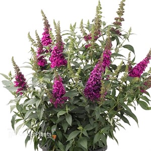 'Buzz™ Hot Raspberry' 