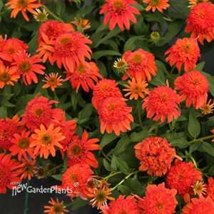 Double Scoop Mandarin