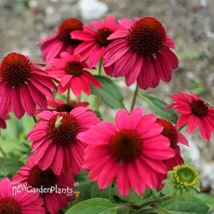 Sombrero Baja Burgundy