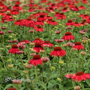 Sombrero Baja Burgundy