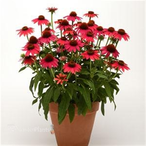 Sombrero Baja Burgundy