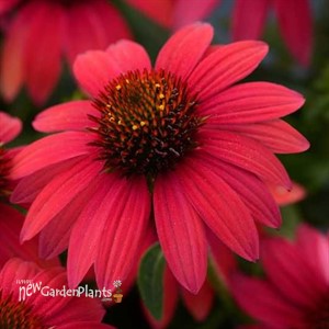 Sombrero Baja Burgundy