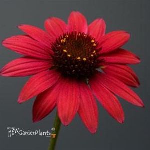 Sombrero Baja Burgundy