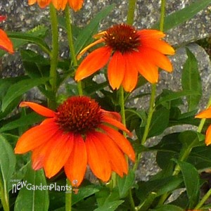 Sombrero® 'Flamenco Orange' Coneflower