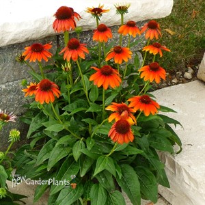 Sombrero® 'Flamenco Orange' Coneflower