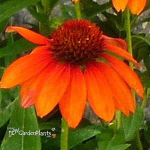 Sombrero® 'Flamenco Orange' Coneflower