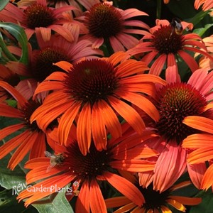 Butterfly 'Orange Skipper' PPAF