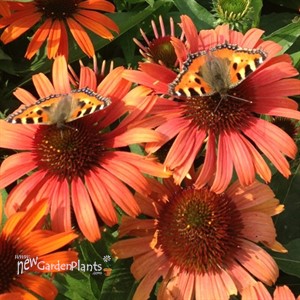 Butterfly 'Orange Skipper' PPAF