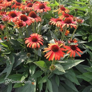 Butterfly 'Orange Skipper' PPAF