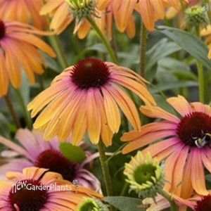 Butterfly™ 'Rainbow Marcella' PPAF