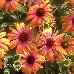 Butterfly™ 'Rainbow Marcella' PPAF